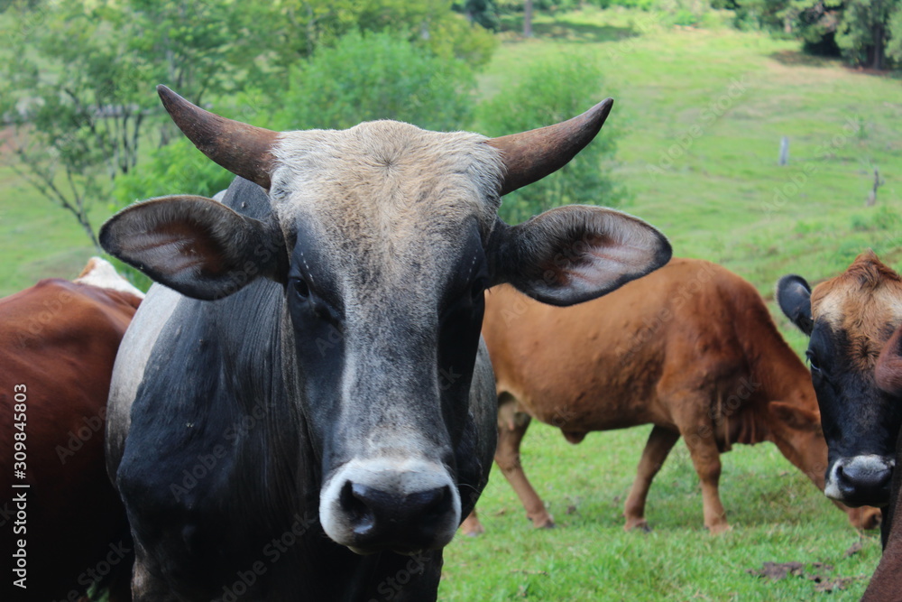 cow in the field