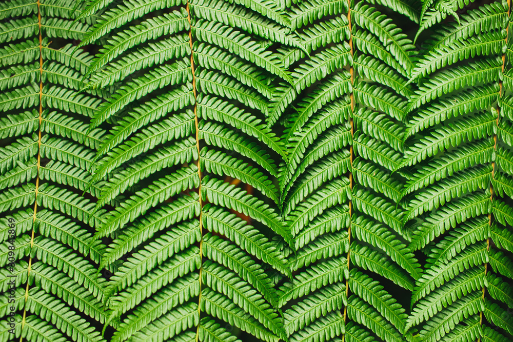 Green tropical background. Perfect fern leaves texture. Abstract lines in nature, geometric figure. Nature concept, horizontal banner. Green tropical background. Perfect fern leaves texture. Abstract lines in nature, geometric figure. Nature concept, horizontal banner.