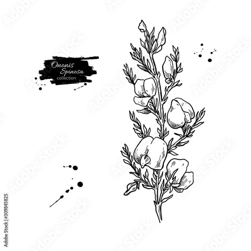 Ononis spinosa vector drawing. Isolated medical flower and leaves.