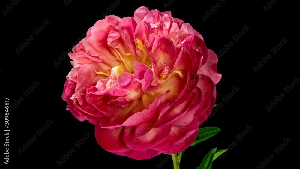 Beautiful pink peony background. Blooming peony flower outdoor, time lapse, closeup. Macro Beautiful pink peony background. Blooming peony flower outdoor, time lapse, closeup. Macro