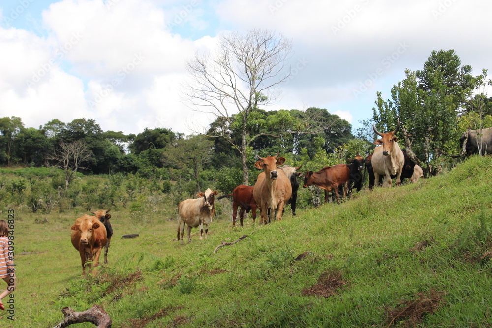 herd of cows herd of cows