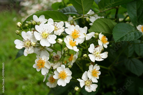 Rootstock Rose 