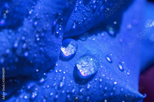 blue rose petals with dew drops, close up, soft focus