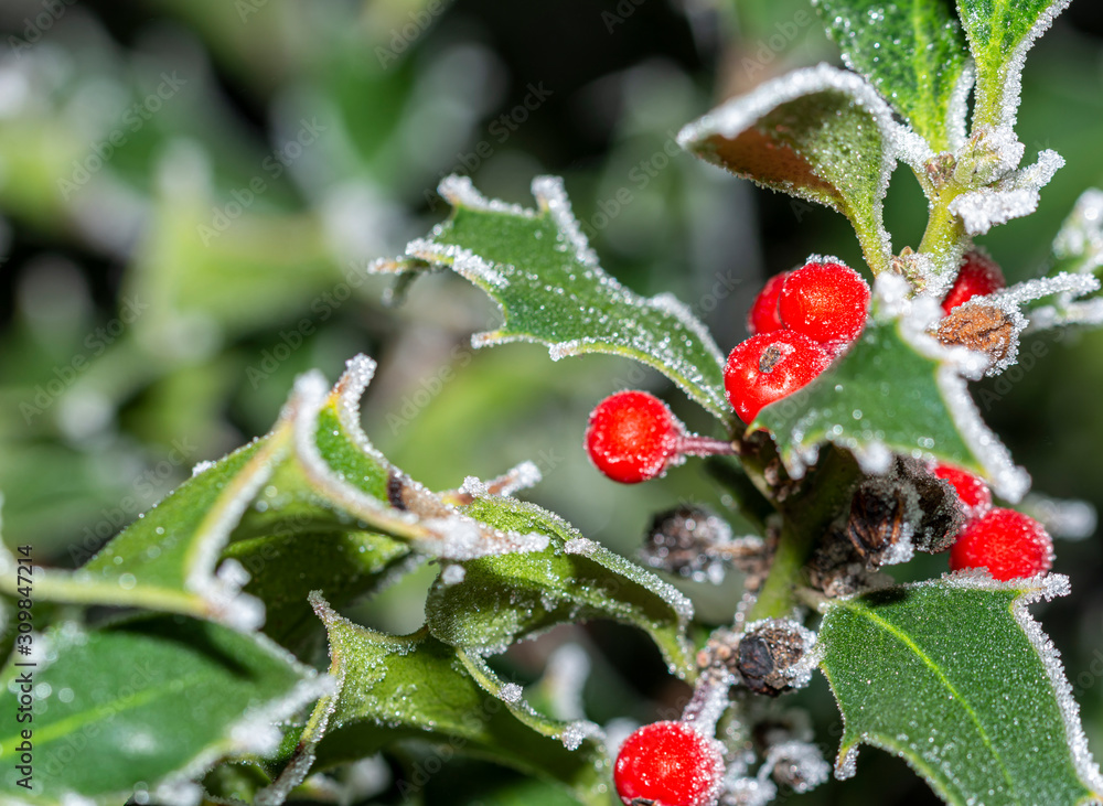Fototapeta premium Christmas holly tree branch, Xmas decorative plant. Christmas and winter greenery background