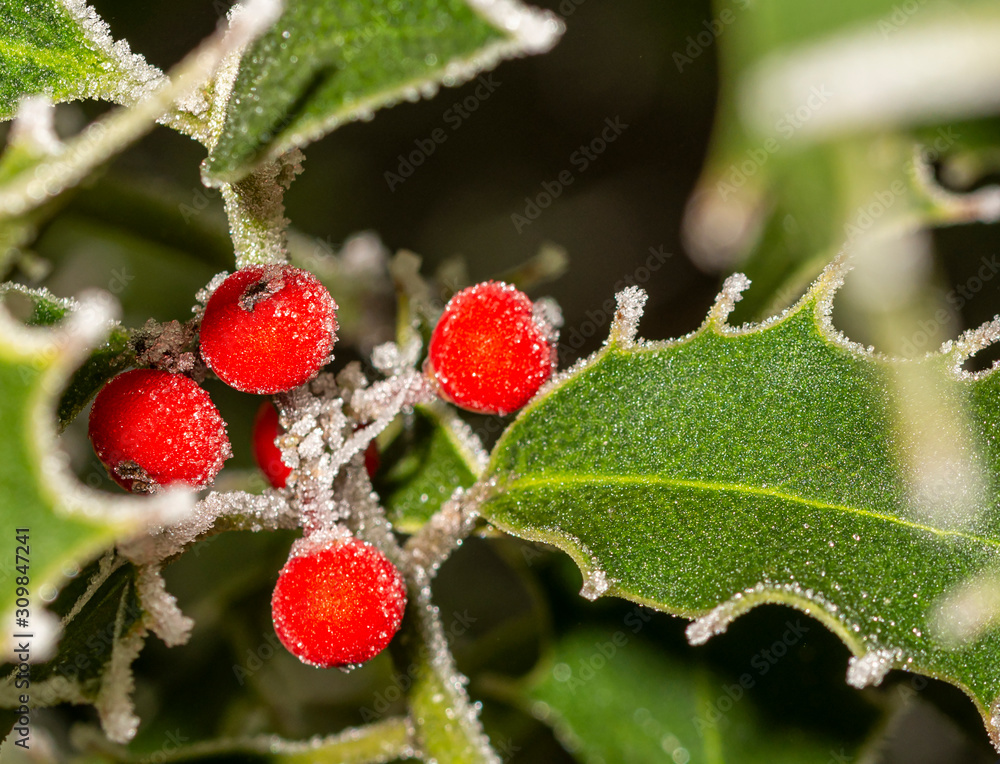 Christmas holly tree branch, Xmas decorative plant. Christmas and winter greenery background Christmas holly tree branch, Xmas decorative plant. Christmas and winter greenery background