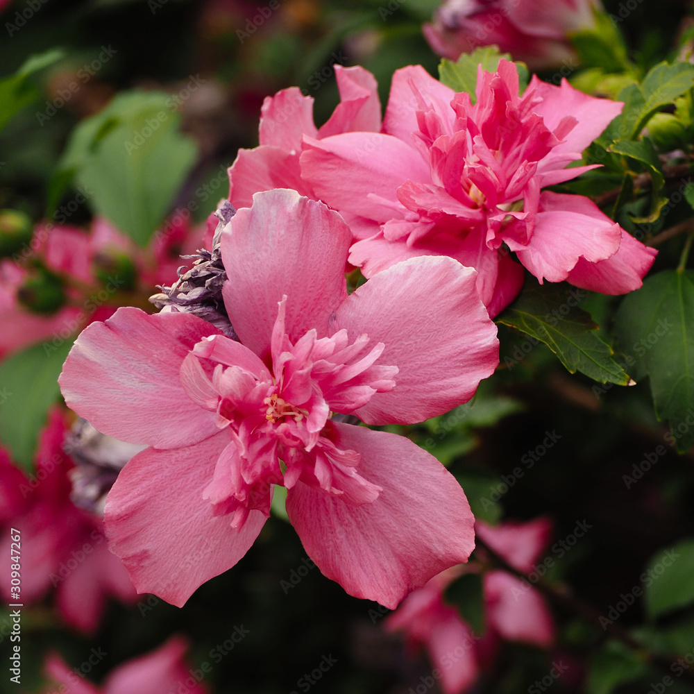 Fototapeta premium prinkily