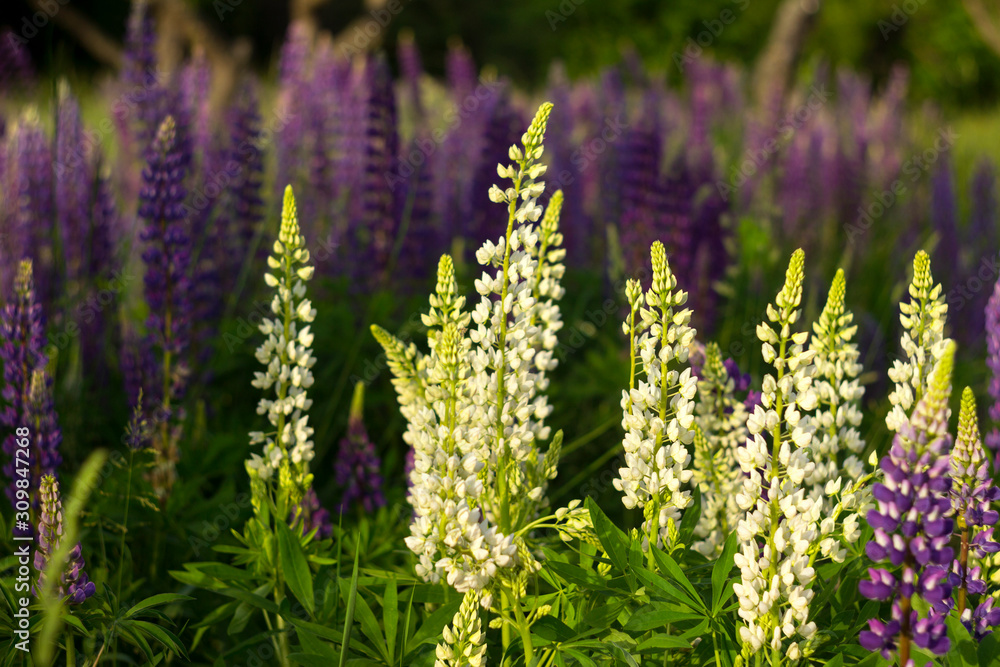 White and purple lupins - beautiful spring flowers bloom outdoors near the forest, background White and purple lupins - beautiful spring flowers bloom outdoors near the forest, background
