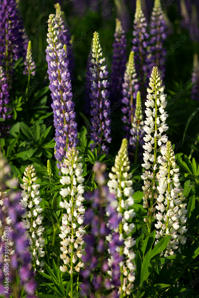 White and purple lupins - beautiful spring flowers bloom outdoors near the forest, background White and purple lupins - beautiful spring flowers bloom outdoors near the forest, background