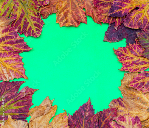Autumn colorful background of fallen autumn leaves