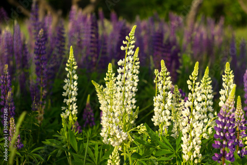 White and purple lupins - beautiful spring flowers bloom outdoors near the forest, background