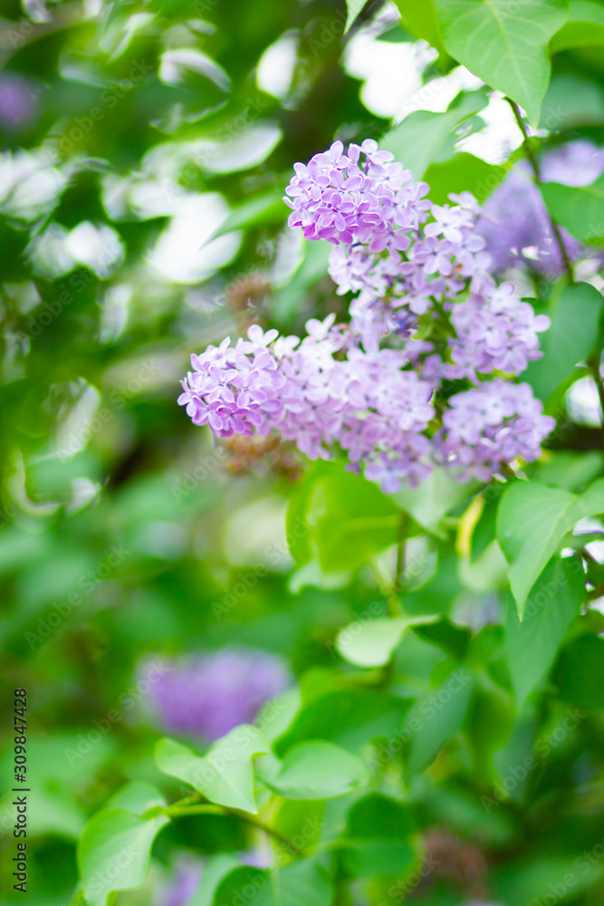 Spring branch of blossoming lilac. Lilac flowers bunch over blurred background. Purple lilac flower with blurred green leaves. Copy space Spring branch of blossoming lilac. Lilac flowers bunch over blurred background. Purple lilac flower with blurred green leaves. Copy space