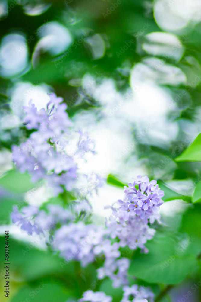 Spring branch of blossoming lilac. Lilac flowers bunch over blurred background. Purple lilac flower with blurred green leaves. Copy space Spring branch of blossoming lilac. Lilac flowers bunch over blurred background. Purple lilac flower with blurred green leaves. Copy space