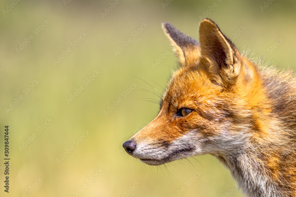 Fototapeta premium Red Fox portrait side