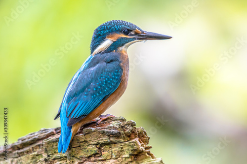 European Kingfisher waiting on log