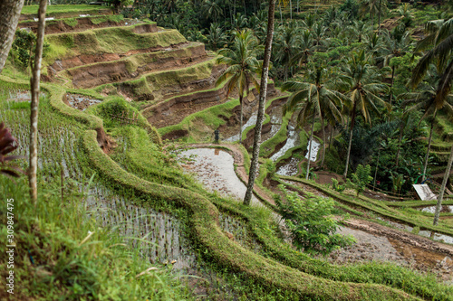 Bali rice terraces. Cloudy, thick green colors.