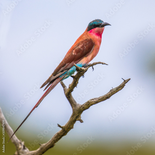 Southern carmine bee eater