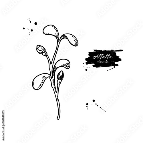 Alfalfa sprout vector drawing. Kai wah-rei illustration. Isolated sketch of baby plant.