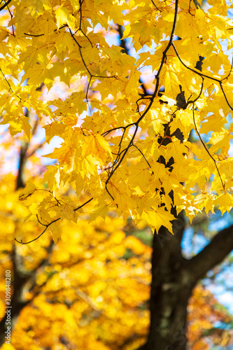 Yellow Autumn Trees