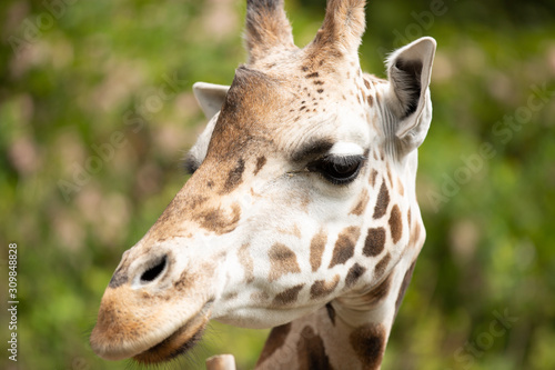 Closeup of a giraffe © Michael