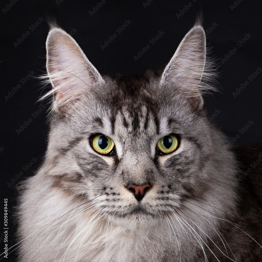 Head of a Handsome Black Silver Mackerel Tabby Maine Coon cat