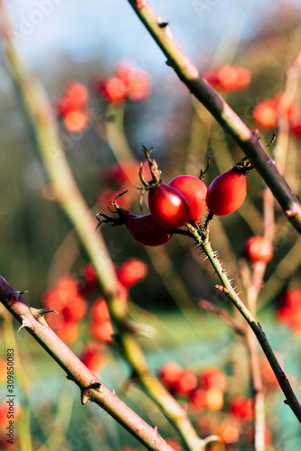 Winterbeeren  photo