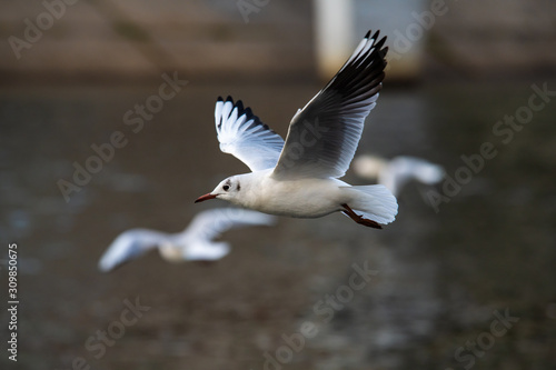 Seagull fly water spring nature lake birds sunny day light © Serhii