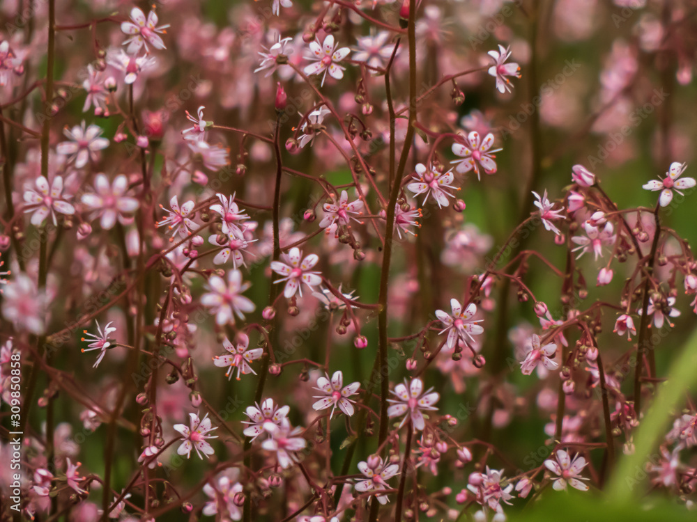 tiny dasiy shaped flowers on long stems growing together in group tiny dasiy shaped flowers on long stems growing together in group