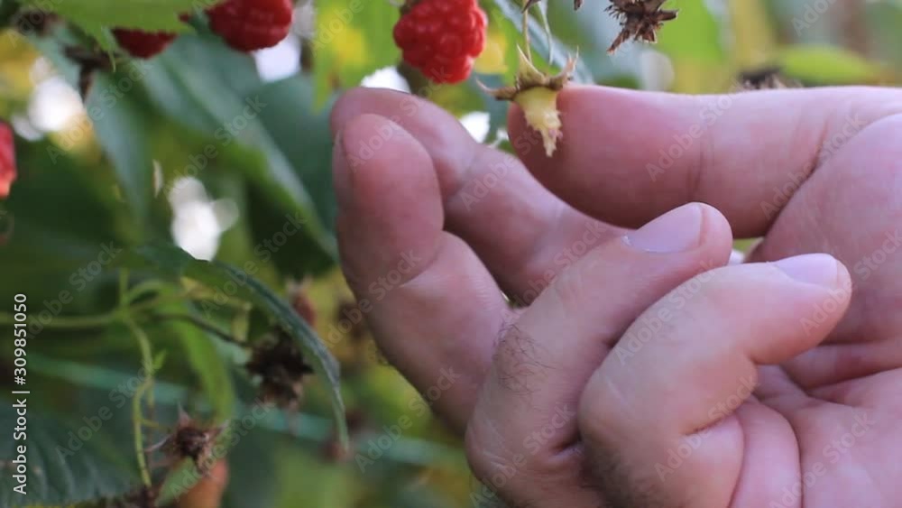 Close up of a farmer's hand gently snaps off ripe raspberries from a bush. harvesting raspberries on a plantation, raspberry picker Close up of a farmer's hand gently snaps off ripe raspberries from a bush. harvesting raspberries on a plantation, raspberry picker