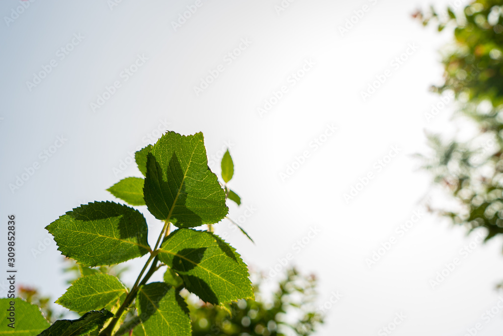 Grüne Rosenblätter in der Sonne mit Textxtfreiraum Grüne Rosenblätter in der Sonne mit Textxtfreiraum