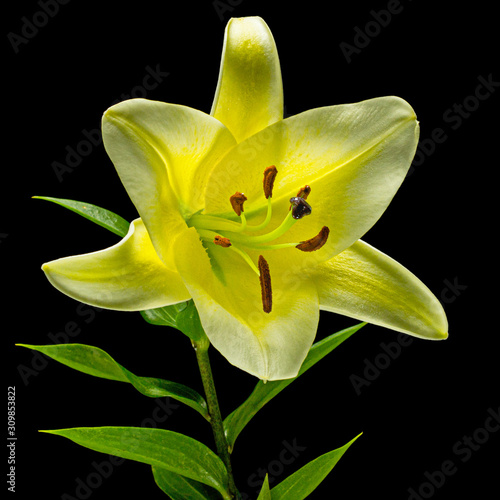 Big yellow flower of brindle lily, isolated on black background photo