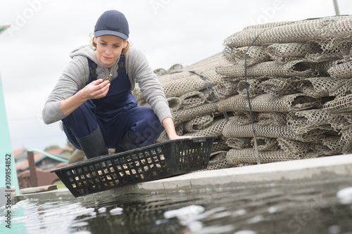 oyster farm worker inspecting a harvest photo