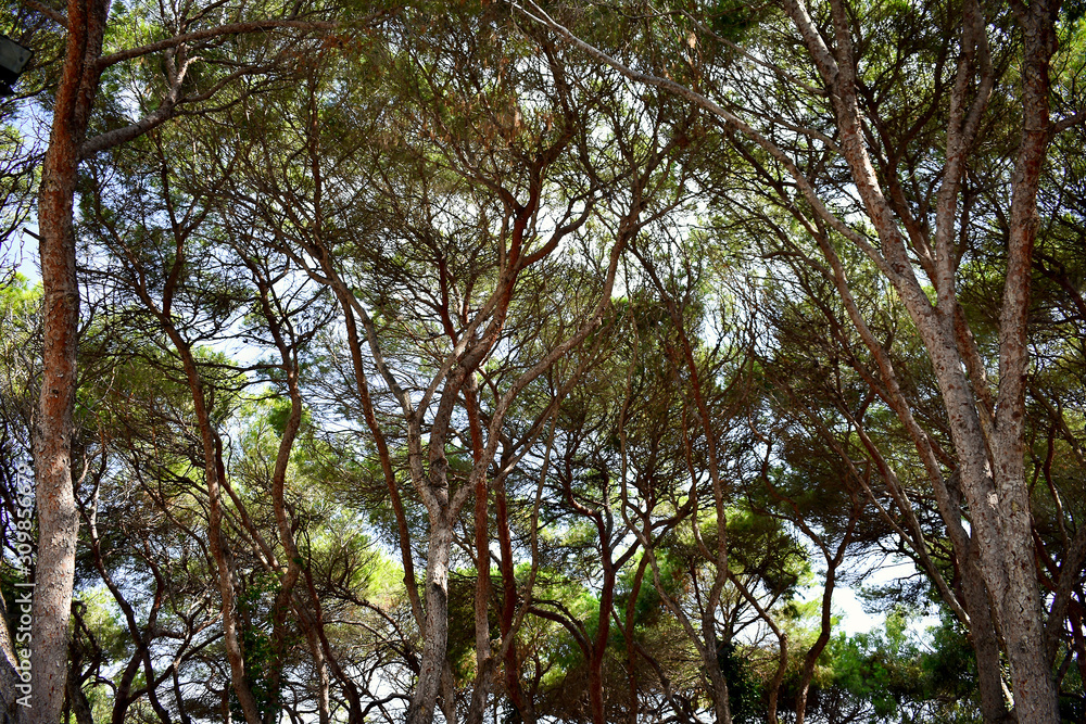 Fototapeta premium pines tree in the Reina Sofia Dunes park of Guardamar del Segura beach, Alicante. Spain. Europe.