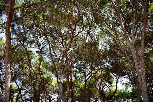 pines tree in the Reina Sofia Dunes park of Guardamar del Segura beach  Alicante. Spain. Europe.
