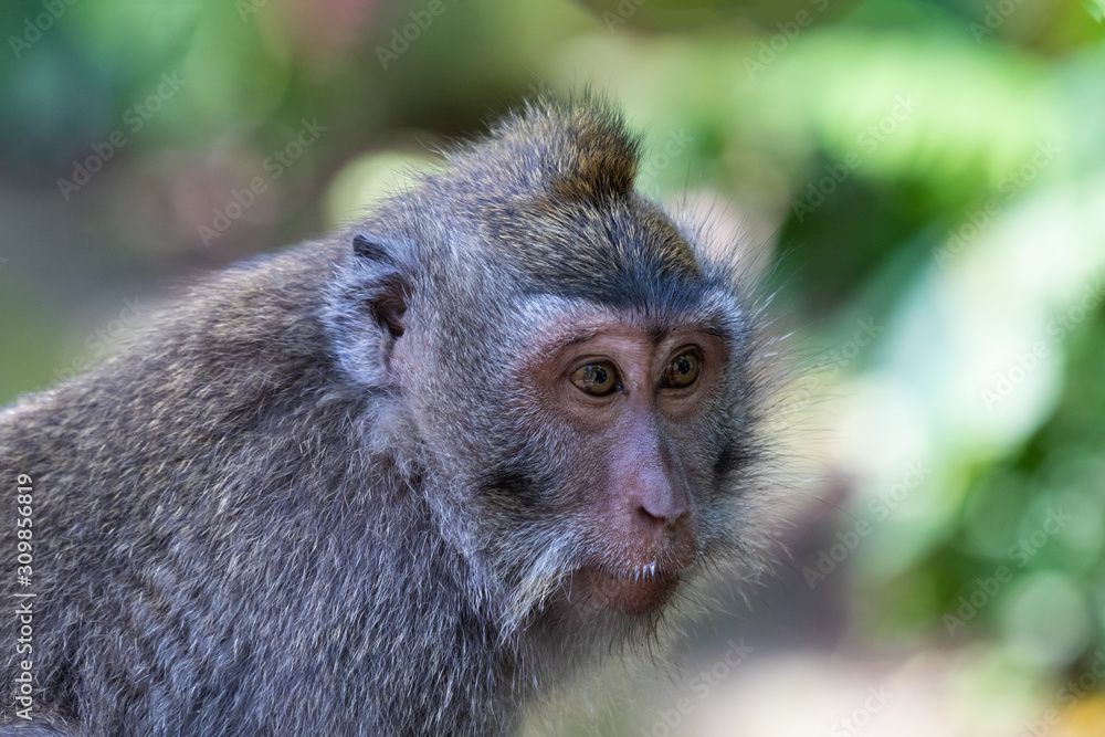 Portrait of Macaque monkey (Macaca Fascicularis), looking to the side. Forest in the background. In the sacred monkey forest, Ubud, Bali, Indonesia. Portrait of Macaque monkey (Macaca Fascicularis), looking to the side. Forest in the background. In the sacred monkey forest, Ubud, Bali, Indonesia.