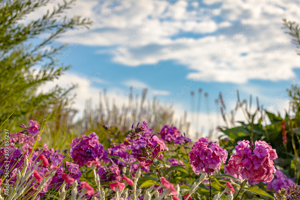 Fototapeta premium Blue sky and beautifull flowers