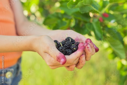 Child hand holding ripe berries mulberries, garden with mulberry tree