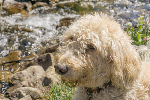 Cute Labradoodle © Traildog Artisans