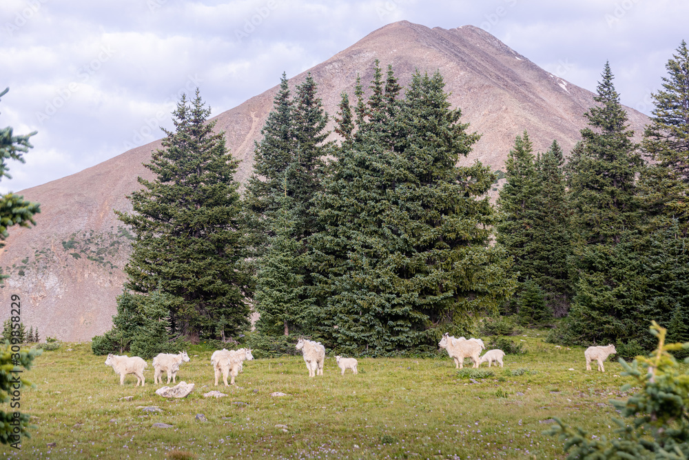 Fototapeta premium Colorado Mountain Goats #5
