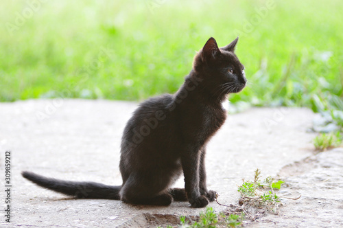 Black little kitten sitting on the ground otdoors