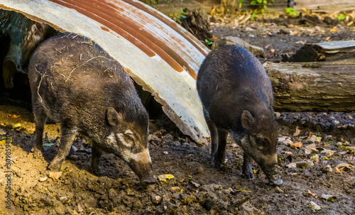 visayan warty pig couple together in the mud, tropical wild boars, critically endangered animal specie from the philippines