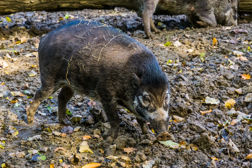 Fotografi closeup portrait of a visayan warty pig, wild boar, critically endangered animal