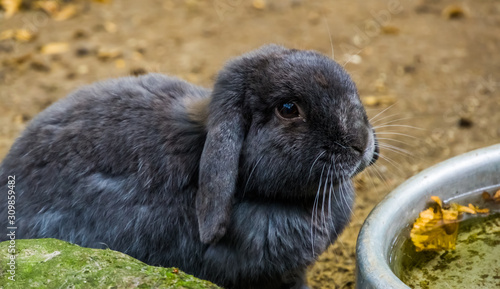 cute portrait of a black european rabbit, Popular domesticated bunny specie photo