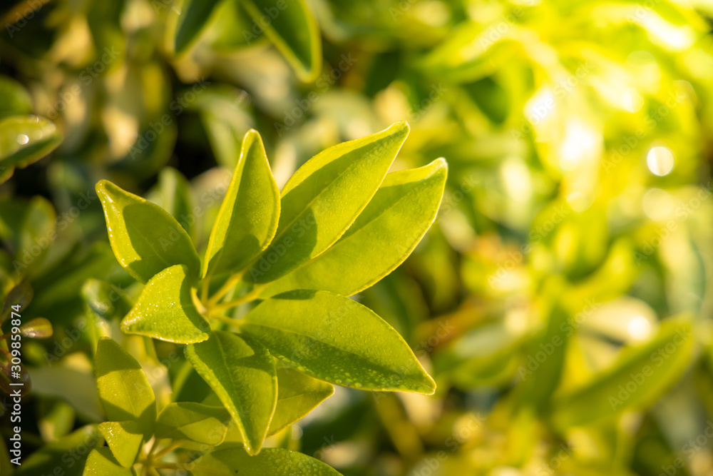 Obraz premium Close Up green leaf under sunlight in the garden. Natural background with copy space.