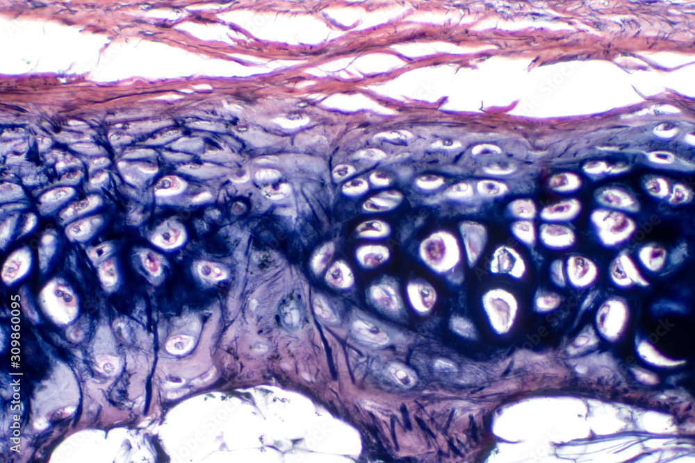 Human hyaline cartilage bone under microscope view for education ...