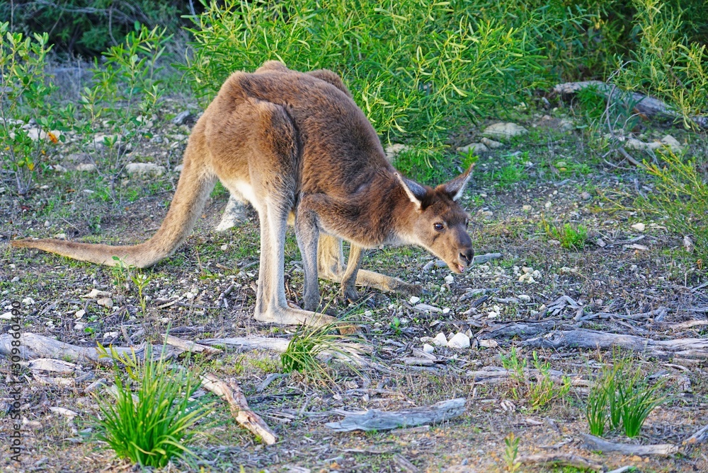 Wild kangaroo on the side of the road in Western Australia