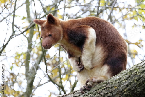 Goodfellows Tree Kangaroo