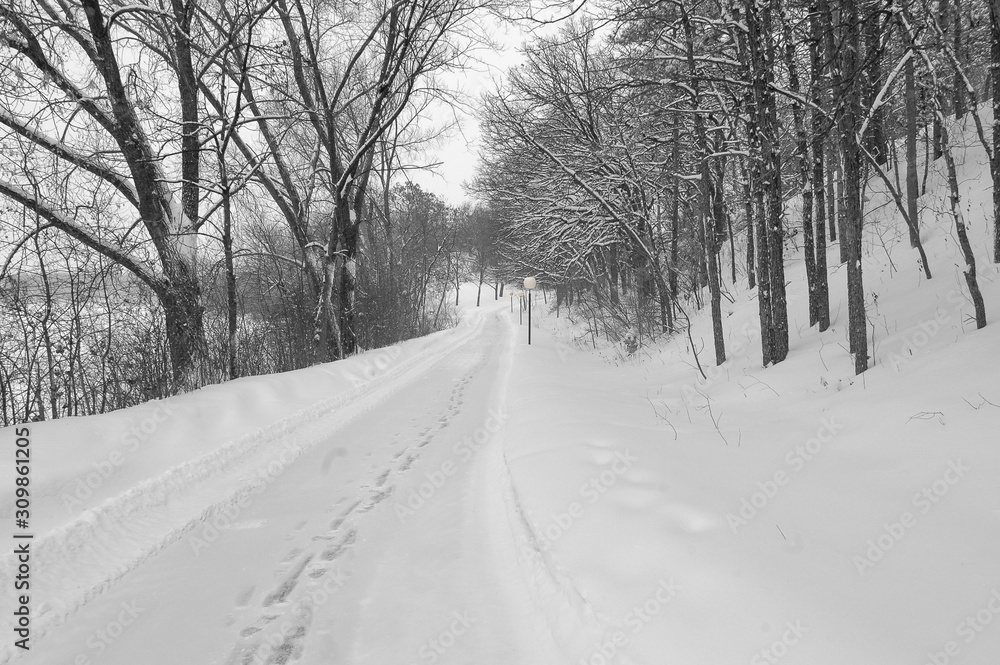 Winter wonderland path black and white