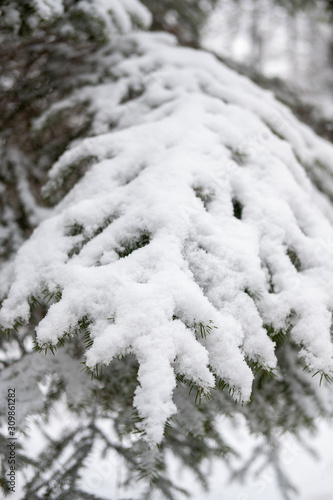 Snow detail to branches of pine and trees. Winter snowy white background with green details