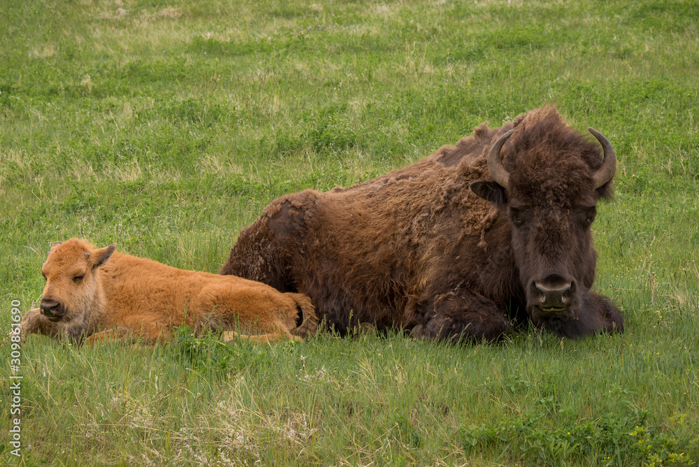 Mother buffalo with her young in field