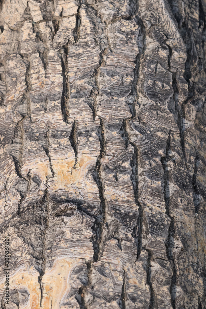 Vertical photo of brown-gray tree bark with long longitudinal lines Vertical photo of brown-gray tree bark with long longitudinal lines